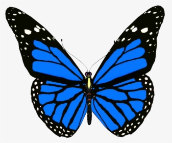Colorful Butterfly Png Background - Blue Monarch Butterfly Free, Transparent Png, Free Download