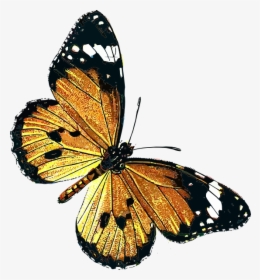 Public Domain Vintage Butterfly, HD Png Download, Free Download