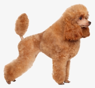 Poodle Png, Transparent Png, Free Download