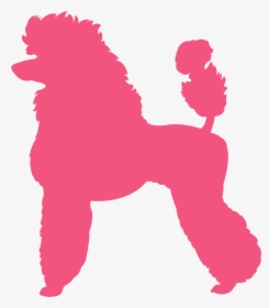 French Poodle Vector, HD Png Download, Free Download