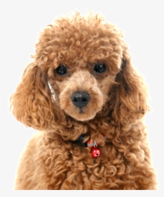 Brown Toy Poodle, HD Png Download, Free Download