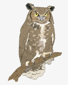 Realistic Owl Clip Art , Png Download - Food Chain To Draw, Transparent Png, Free Download