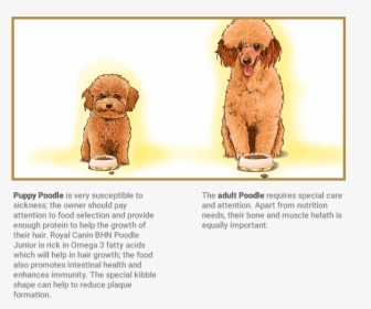 Poodle - Royal Canin Toy Poodle, HD Png Download, Free Download