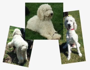 Picture - Standard Poodle, HD Png Download, Free Download
