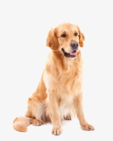Golden Shih Tzu Pet Dog Poodle Yorkshire Clipart - Golden Retriever Png, Transparent Png, Free Download