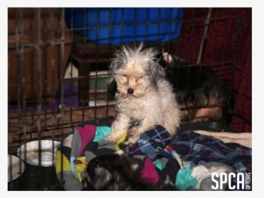 20180315 Local Cbs Puppy Mill 1 "   Class="img Responsive - Toy Poodle, HD Png Download, Free Download