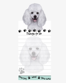 Poodle, White - Standard Poodle, HD Png Download, Free Download