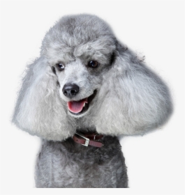 Hollywoof Poodle - Harmaa Villakoira, HD Png Download, Free Download