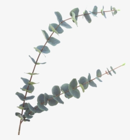Image Result For Eucalyptus Leaves Png Faux Flower - Eucalyptus Png, Transparent Png, Free Download