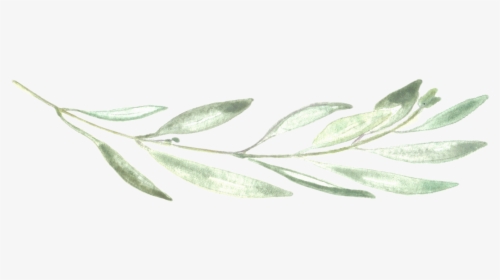 Photographer Chalk Leaf Neva Michelle Photography - Transparent Background Green Eucalyptus Watercolor, HD Png Download, Free Download