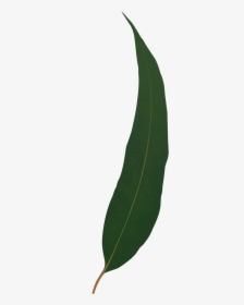 Clip Art Gum Leaf Australia Clipart - Tree, HD Png Download, Free Download