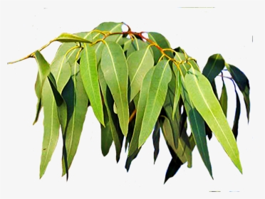 Free Download Eucalyptus Leaves Clipart Leaf Eucalyptus - ยู คา ลิ ป ตั ส ชื่อ วิทยาศาสตร์, HD Png Download, Free Download