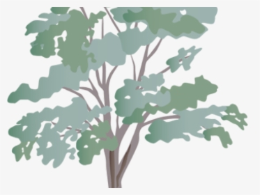 Eucalyptus Clipart Transparent, HD Png Download, Free Download
