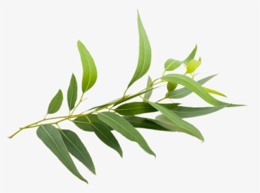 Eucalyptus Branch - Eucalyptus Smithii Png, Transparent Png, Free Download