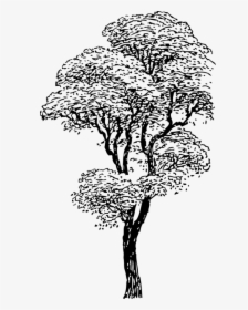 Art,monochrome Photography,carnivoran - Tall Tree Clipart Black And White, HD Png Download, Free Download