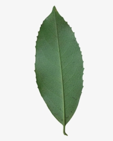 Canoe Birch, HD Png Download, Free Download