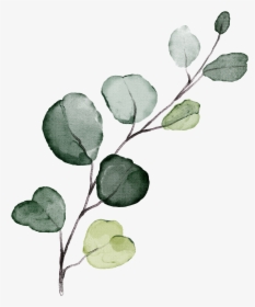 Eucalyptus Png, Transparent Png, Free Download