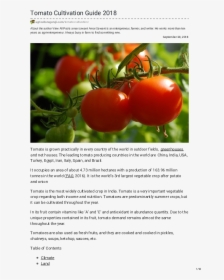Tomato , Png Download - Tanaman Yang Cocok Ditanam Pada Musim Kemarau, Transparent Png, Free Download