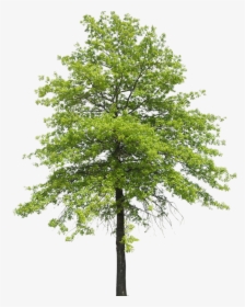 Plant Shrub Transpiration Nature Tree Arboles Clipart - Arbol Sin Fondo Png, Transparent Png, Free Download