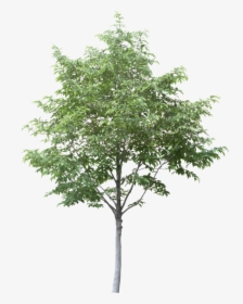 Free Arboles En Planta Png - Aspen Tree Cut Out, Transparent Png, Free Download