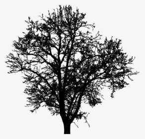 Transparent Tree Png Silhouette - Silueta De Arboles Png, Png Download, Free Download