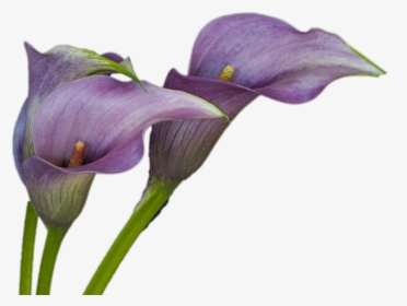 Purple Calla Lily Png, Transparent Png, Free Download
