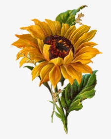 Sunflower Clipart Png Images Free Transparent Sunflower Clipart