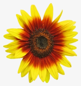 Free Sunflower Clipart Image 2 Clip Art - Clip Art Sun Flower, HD Png Download, Free Download