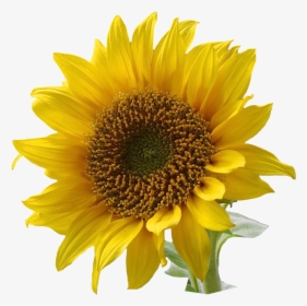 Free Free 87 Clipart Sunflower Seeds Png SVG PNG EPS DXF File