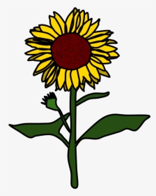 Sunflower, Yellow, Brown - Sunflower Black And White Png, Transparent Png, Free Download
