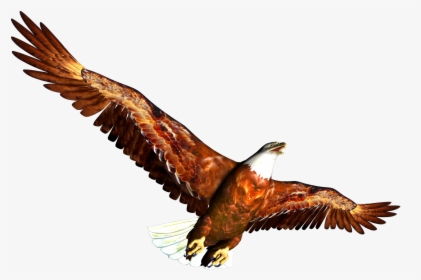 Eagle Clipart - Animal, HD Png Download, Free Download