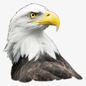Transparent Eagle Clipart Png - Bald Eagle Wallpaper Iphone 6, Png Download, Free Download