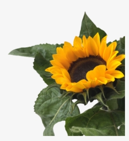 Sunflower Clipart Aesthetic - Yellow Aesthetic Png Flowers, Transparent Png, Free Download