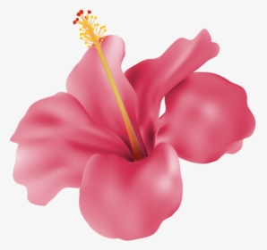 Transparent Hibiscus Flower Png - Pink Hibiscus Png, Png Download, Free Download