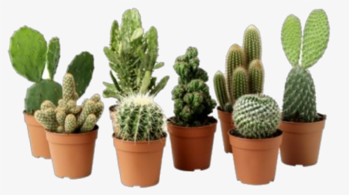 Cactus Plant Png Clipart - Ikea Cactus, Transparent Png, Free Download