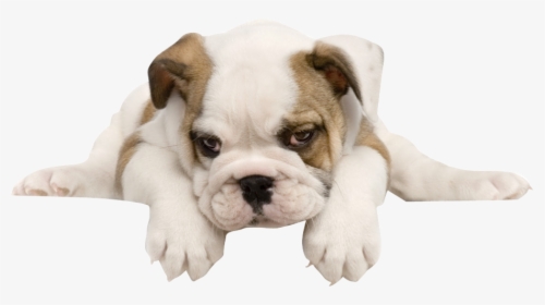 French Bulldog Toy Bulldog American Bulldog Puppy - Transparent Background Bulldog Png, Png Download, Free Download