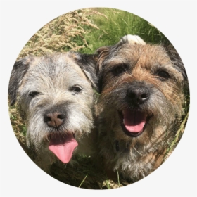 Border Terrier, HD Png Download, Free Download