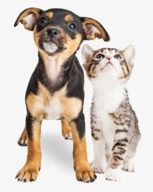 Veterinary Services ─ Young Kitten And Puppy Together - Thankful For Second Chances, HD Png Download, Free Download