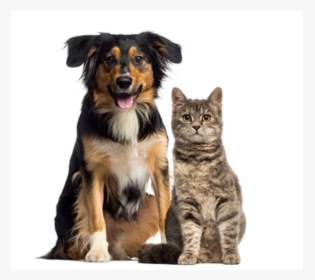 Rspca Dog And Cat, HD Png Download, Free Download