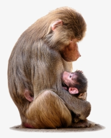 World Monkey,rhesus Macaque,primate,new World Monkey,interaction,fur - Hamadryas Baboon Pregnant, HD Png Download, Free Download