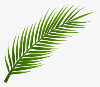 Palm Tree Clip Art, Palm Tree Drawing, Leaf Drawing, - Transparent Background Palm Leaf Png, Png Download, Free Download