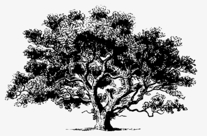 Tree, Drawing, Detailed, Foliage, Black And White - Oak Tree Poem Printable, HD Png Download, Free Download