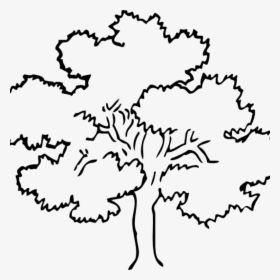 Tree Clipart Outline Oak Tree Clip Art At Clker Vector - Outline Pictures Of Tree, HD Png Download, Free Download