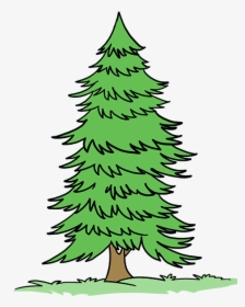How To Draw Spruce - Draw A Spruce Tree Easy, HD Png Download, Free Download