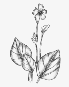 Free Vector Sketchy Plants - Hand Drawn Plants Png, Transparent Png, Free Download