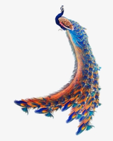 Peacock Animated Png, Transparent Png, Free Download