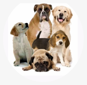 Dogs Png, Transparent Png, Free Download