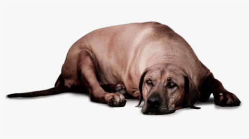 Saddog2, HD Png Download, Free Download