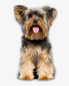 Breed,canidae,yorkshire Dog,small Silky Terrier,toy - Yorkshire Terrier Png, Transparent Png, Free Download