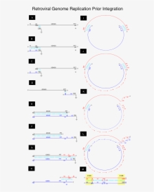 Retroviral Replication Steps Prior Integration Into - Circle, HD Png Download, Free Download